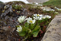 Caltha chionophila