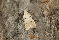 Stibaromacha ratella