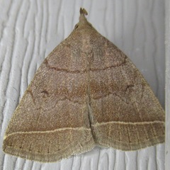 Zanclognatha obscuripennis