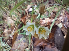 Nothoscordum gracile
