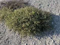 Mentzelia oligosperma
