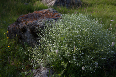 Stellaria dichotoma