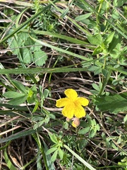 Helianthemum