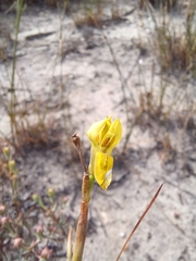 Moraea inconspicua