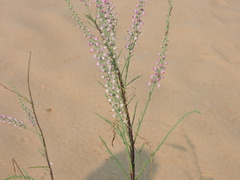 Tamarix ericoides