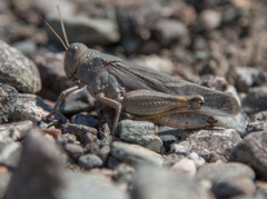 Bryodemella