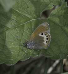 Coenonympha gardetta