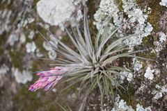 Tillandsia