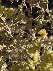 Atriplex polycarpa
