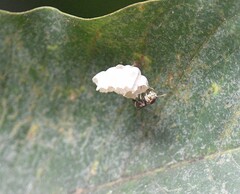 Ropalidia cyathiformis