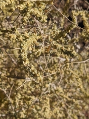 Atriplex polycarpa