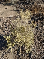 Atriplex polycarpa