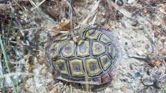 Homopus areolatus