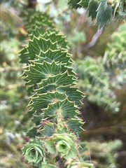 Cliffortia reniformis