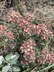 Helichrysum spiralepis