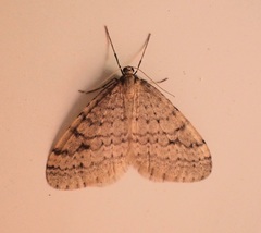 Operophtera bruceata