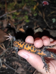 Triturus cristatus
