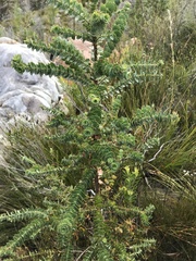 Cliffortia reniformis