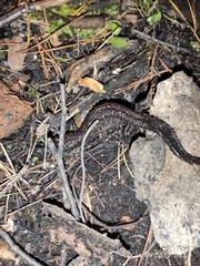 Triturus cristatus