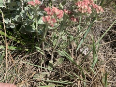 Helichrysum spiralepis