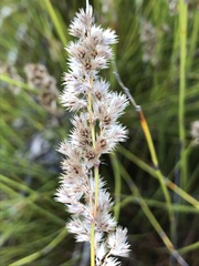 Hypodiscus argenteus