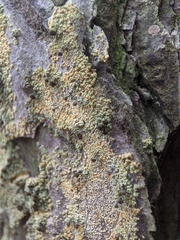 Chaenotheca ferruginea