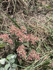 Helichrysum spiralepis