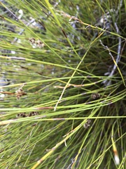 Hypodiscus argenteus