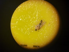 Elaphropeza ephippiata