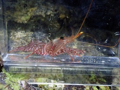 Rhynchocinetes conspiciocellus