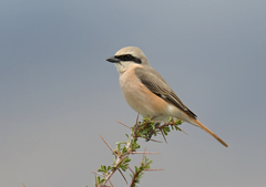Lanius isabellinus
