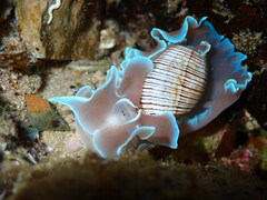 Hydatina physis