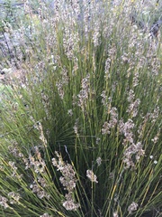 Hypodiscus argenteus