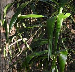 Cordyline