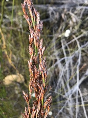 Restio sieberi