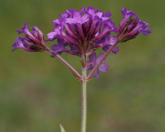 Verbena rigida