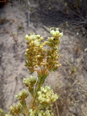 Psammotropha anguina