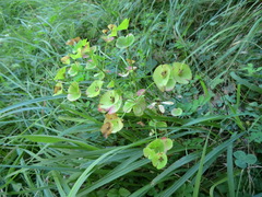 Euphorbia amygdaloides