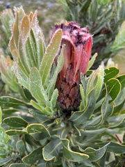 Protea neriifolia