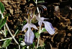 Teucrium fruticans