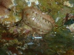 Polyplacophora