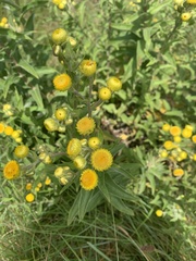 Helichrysum aureum