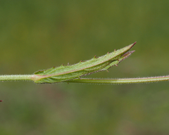 Verbena rigida