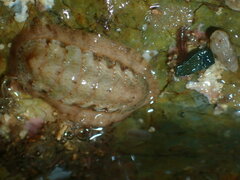 Polyplacophora
