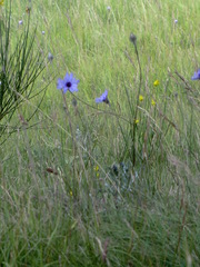 Catananche caerulea