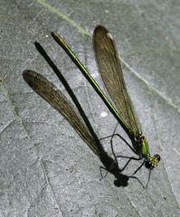 Calopteryx syriaca