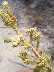 Psammotropha anguina
