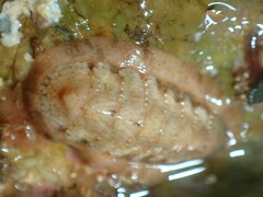 Polyplacophora