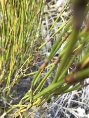 Restio sieberi