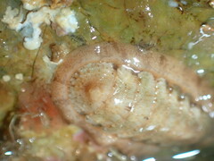 Polyplacophora